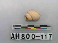 藏品(螺類)的圖片